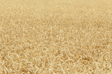 A field of young golden rye or wheat at sunset or sunrise. Texture. Background. Landscape.