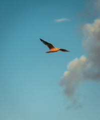bird flying in the sky clouds 