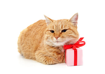 Cat with a gift.