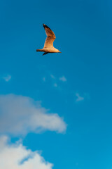 seagull in flight Miami Florida usa 