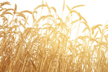 A field of young golden rye or wheat at sunset or sunrise with sun flares against a white sky background. Close-up.