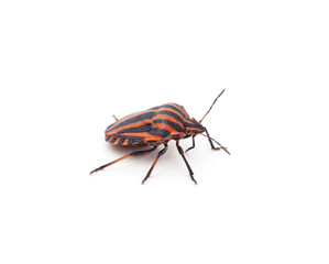 One striped beetle.