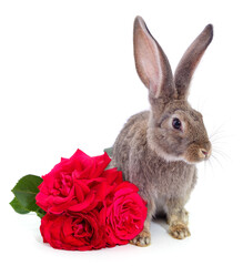Rabbit and a bouquet of red roses.