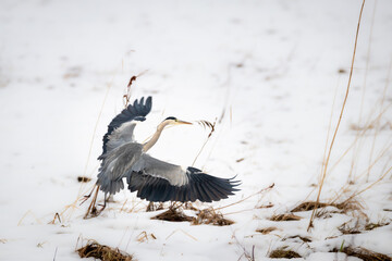 Graureiher (ardea cinerea) im Flug