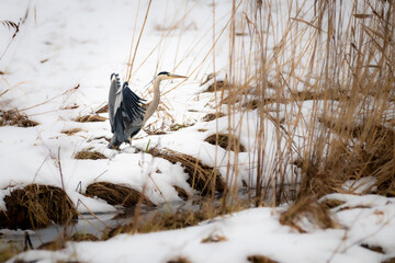 Graureiher (ardea cinerea) im Flug