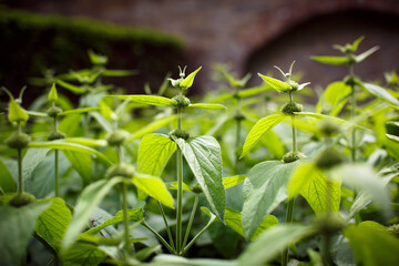 Grüne Stauden Knospen Blätter Blätterwiese
