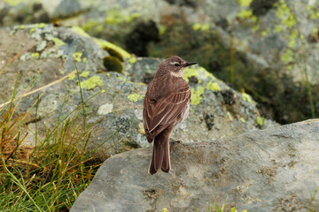 Bisbita en alta montaña