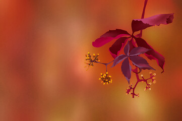 Ilustracja kwitnący wiciokrzew na jasnym tle