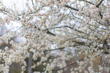 Apple or cherry tree with white flowers blooming