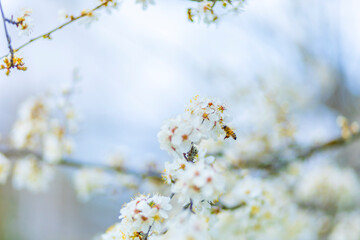Apple or cherry tree with white flowers blooming