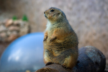 prairie dog in the zoo