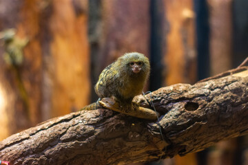 Pigmy Marmoset