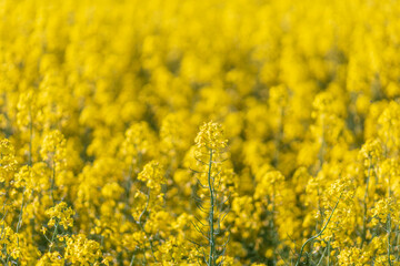 A rapeseed field in Sweden during late spring	