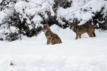 Grey Wolf (Canis lupus) in the winter scenery.  Bieszczady Mountains, The Carpathians, Poland.