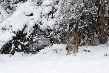 Obraz premium Grey Wolf (Canis lupus) in the winter scenery. Bieszczady Mountains, The Carpathians, Poland.