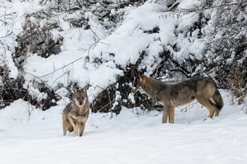 Grey Wolf (Canis lupus) in the winter scenery.  Bieszczady Mountains, The Carpathians, Poland.