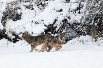 Grey Wolf (Canis lupus) in the winter scenery.  Bieszczady Mountains, The Carpathians, Poland.