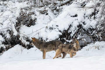 Fototapeta na wymiar Grey Wolf (Canis lupus) in the winter scenery. Bieszczady Mountains, The Carpathians, Poland.