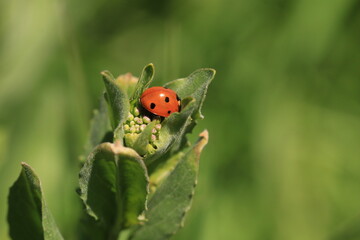 A ladybug stands on green flowers.

