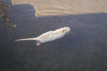 a white beaver swimming in the water © Claudia Egger