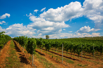 Fototapeta na wymiar vineyard vith blue sky and white clouds