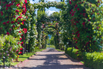 Fototapeta na wymiar Roses in an arch in the garden Rosarium, Jönköping, Sweden