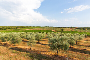 Fototapeta na wymiar Olive tree field with blue sky and white clouds