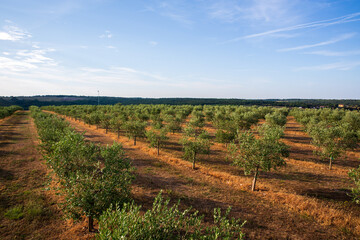 Olive tree field with blue sky and white clouds