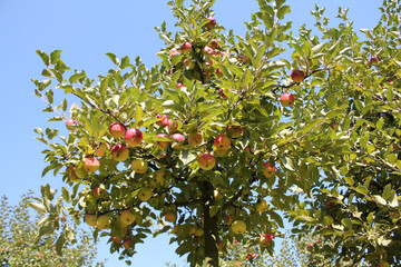 Crown of apple tree with ripe red apples and green leaves