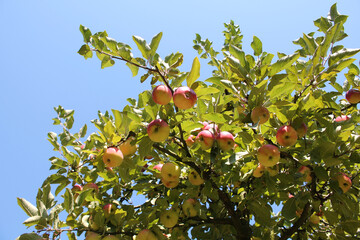 Crown of apple tree with ripe red apples and green leaves