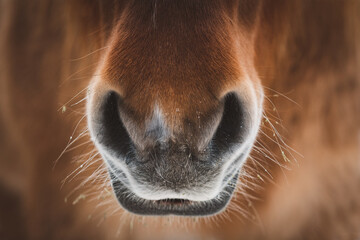 Islandpony / Maul © Petra Fischer