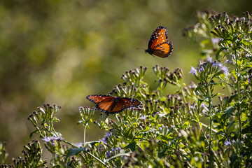 butterfly on a flower