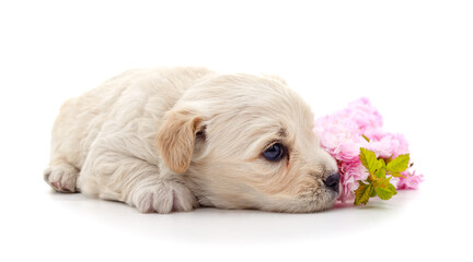 One white dog with flowers.