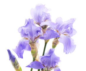 Blue irises in the grass.