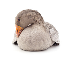 Beautiful gray goose.