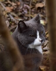 Fototapeta premium Feral cat