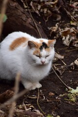Feral cat