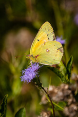 butterfly on flower