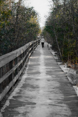 Fototapeta premium View over part of the Cherry river swamp and its boardwalk in Magog, Quebec, Canada