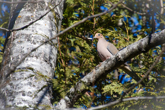 Pretty turtledove perched on a branch in a protected park in Quebec, Canada