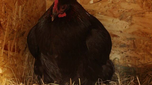 A black hen of the Maran breed laid a brown egg. Egg laying process.