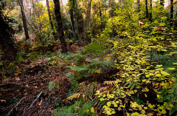 Maple leaves on a tree branch in autumn. Fall season in a forest.