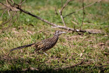 Roadrunner bird in the grass