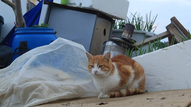 Poor cat sitting on a cartoon. Brown and white cat at the marina. Video taken in iskele burhaniye balikesir aegean sea coast turkey anatolia asia. Calm rainy cloudy weather day in winter december 2021