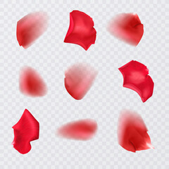 Red rose petals on a transparent background and realistic rose, vector illustration
