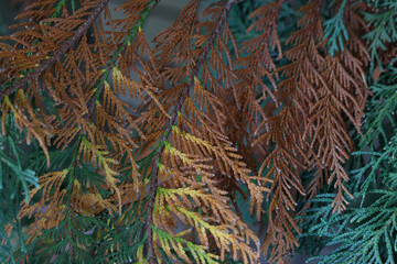 Thuja colored branch close up. Macro of evergreen tree branch. Background of multi colored autumn Thuja. Colorful background. Closeup of green red yellow young branche of thuja. Nature background.
