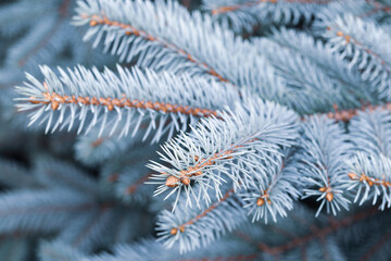 Beautiful Christmas Background with fresh fir tree. Green Spruce branches on blue background. Merry Christmas and Happy New Year greeting postcard. Winter background,of frosted pine branch