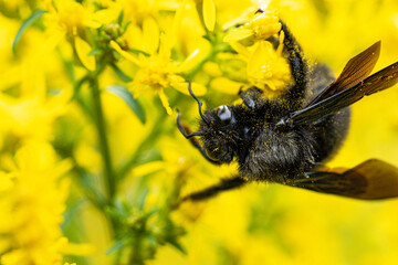 portrait of a blue wooden bee (Xylocopa violacea) on a plant with yellow flowers