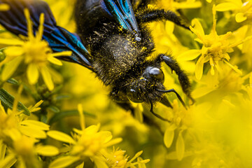 portrait of a blue wooden bee (Xylocopa violacea) on a plant with yellow flowers