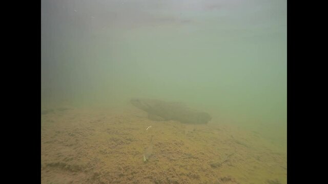 Wolf fish or tra&iacute;ra, freshwater predator under shallow and turbid water with movements typical of the species (Hoplias Malabaricus)